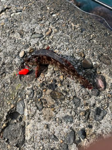 アイナメの釣果