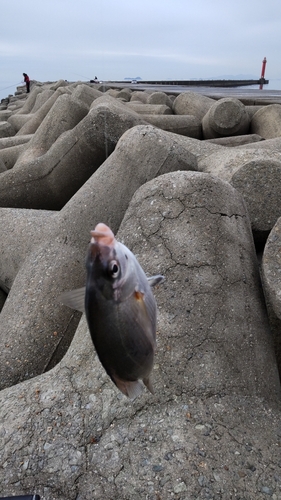 ウミタナゴの釣果