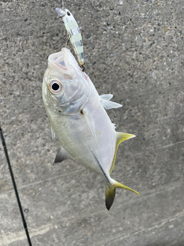 メッキの釣果