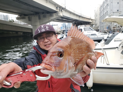 マダイの釣果