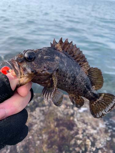 ソイの釣果