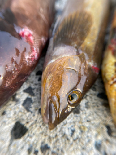 アイナメの釣果