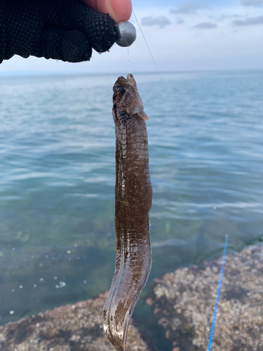 ギンポの釣果