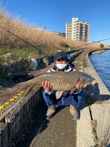 コイの釣果