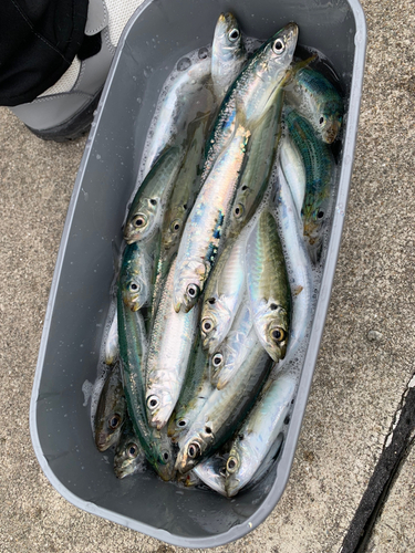 イワシの釣果