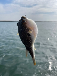 フグの釣果