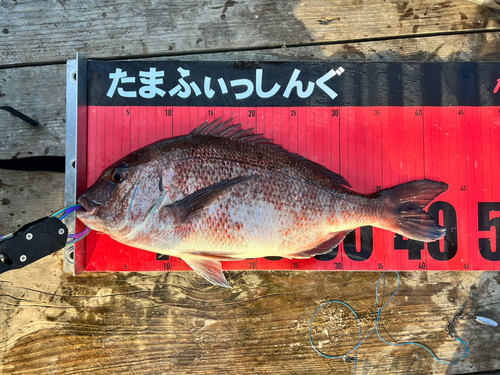 マダイの釣果