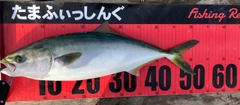 イナダの釣果