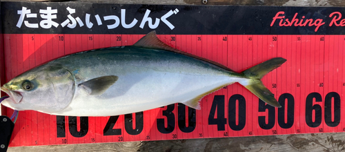 イナダの釣果