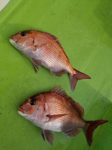 マダイの釣果