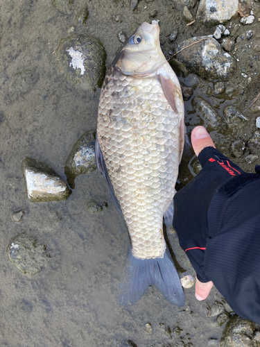 フナの釣果