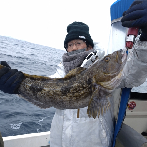 アイナメの釣果