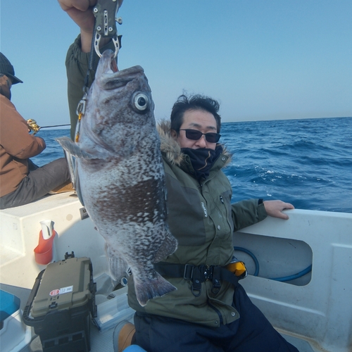 マゾイの釣果