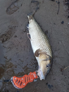 ニゴイの釣果