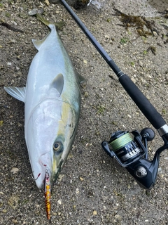 ブリの釣果