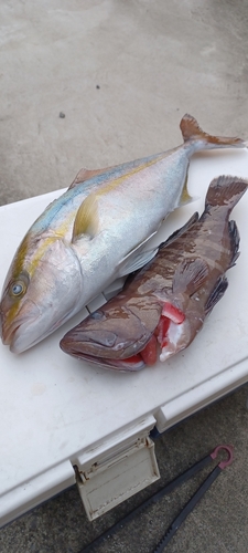 ショゴの釣果