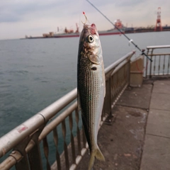 コノシロの釣果