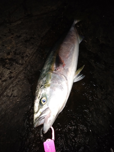 ヤズの釣果