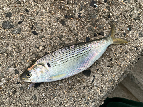 コノシロの釣果