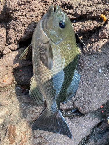 クチブトグレの釣果