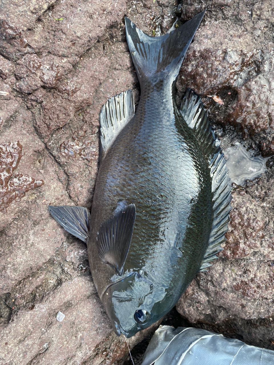 クチブトグレ