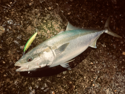 ブリの釣果