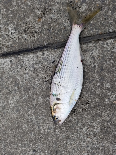 コノシロの釣果