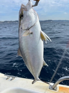 ショゴの釣果