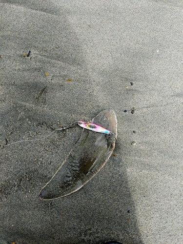 シタビラメの釣果