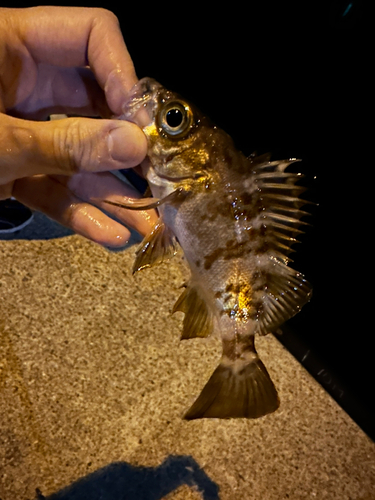 メバルの釣果