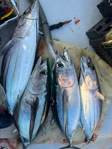 ビンチョウマグロの釣果