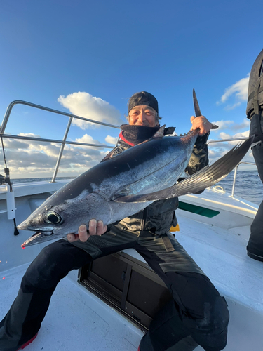 ビンチョウマグロの釣果