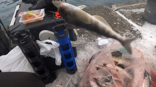 ホッケの釣果