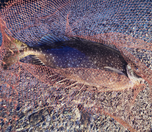 アイゴの釣果