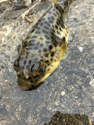 クサフグの釣果