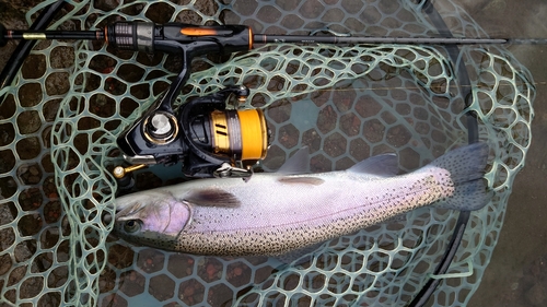 ニジマスの釣果