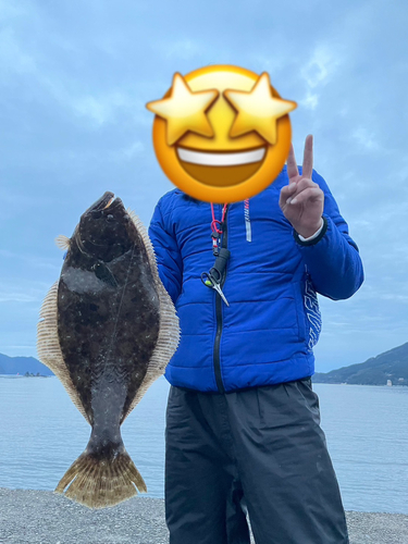 ヒラメの釣果