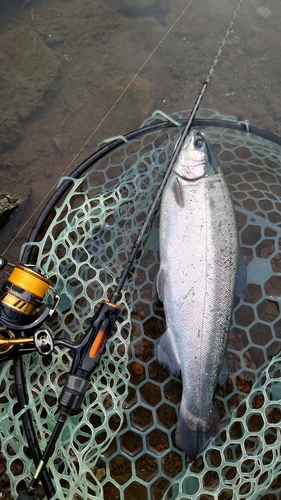 サクラマスの釣果