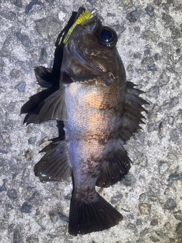 アオメバルの釣果