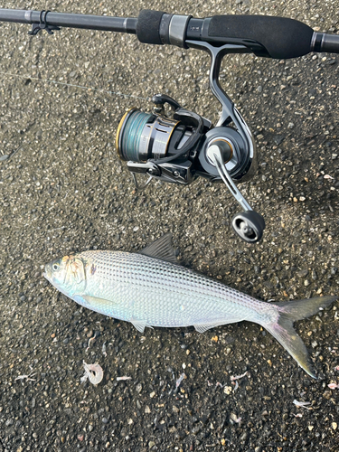 コノシロの釣果