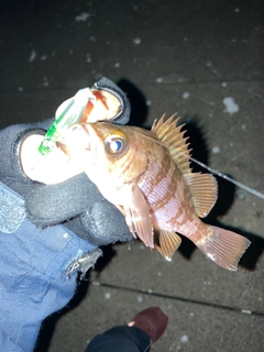 シロメバルの釣果