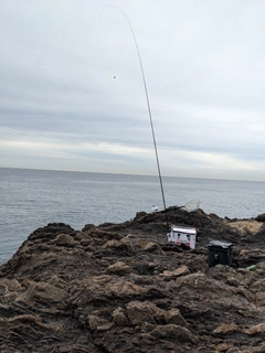 クチブトグレの釣果