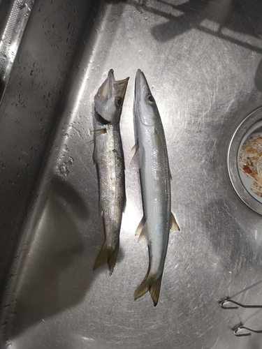 カマスの釣果