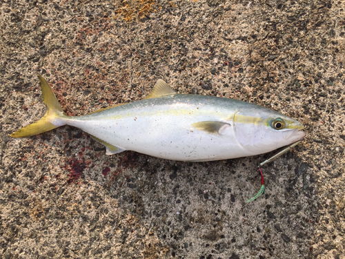 ヤズの釣果