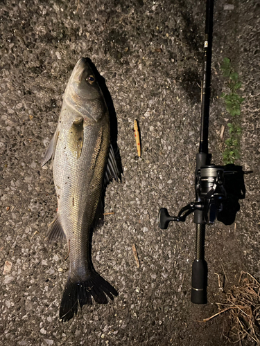 シーバスの釣果