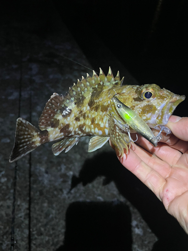 カサゴの釣果