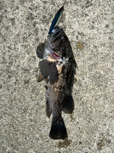 クロソイの釣果