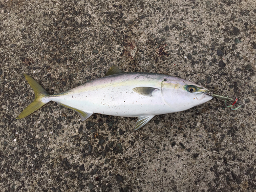 ヤズの釣果