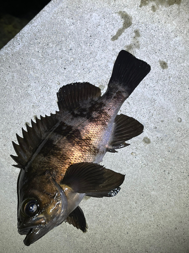 メバルの釣果