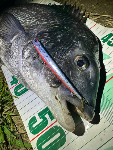 チヌの釣果